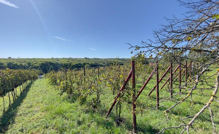 Vínny domček pre majstra vinára. - fotografia 10